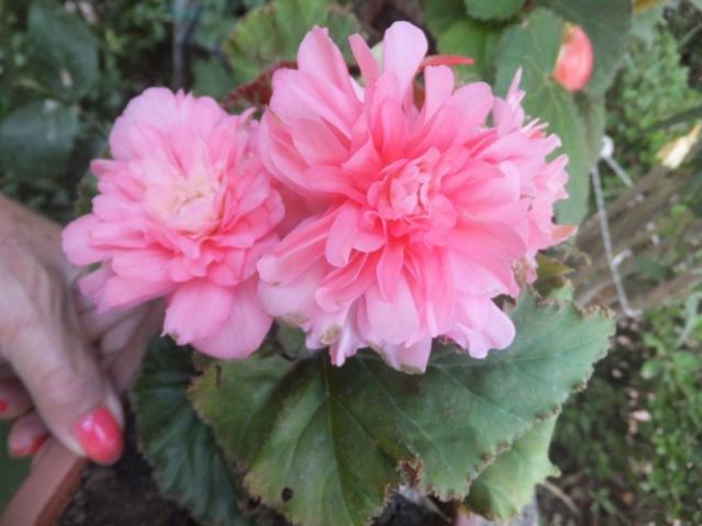 Name:  DSCF0542.jpg
Views: 281
Size:  37.1 KB