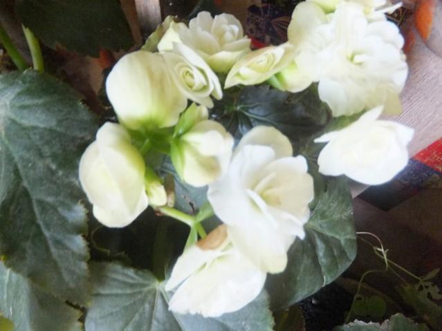 Name:  DSCF0546.jpg
Views: 317
Size:  35.8 KB