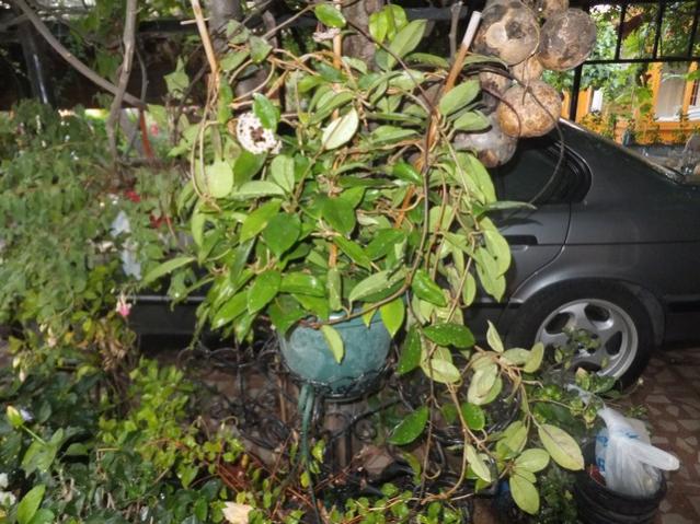 Name:  DSCF0559.jpg
Views: 293
Size:  68.4 KB