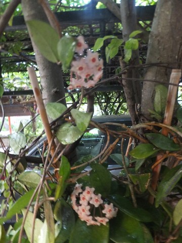Name:  DSCF0561.jpg
Views: 262
Size:  69.0 KB