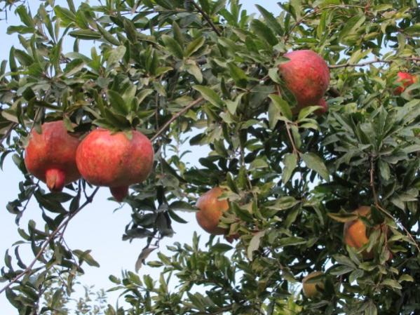Name:  IMG_3019 (600 x 450).jpg
Views: 806
Size:  66.8 KB