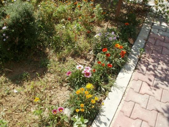 Name:  P1010202a.jpg
Views: 337
Size:  71.3 KB