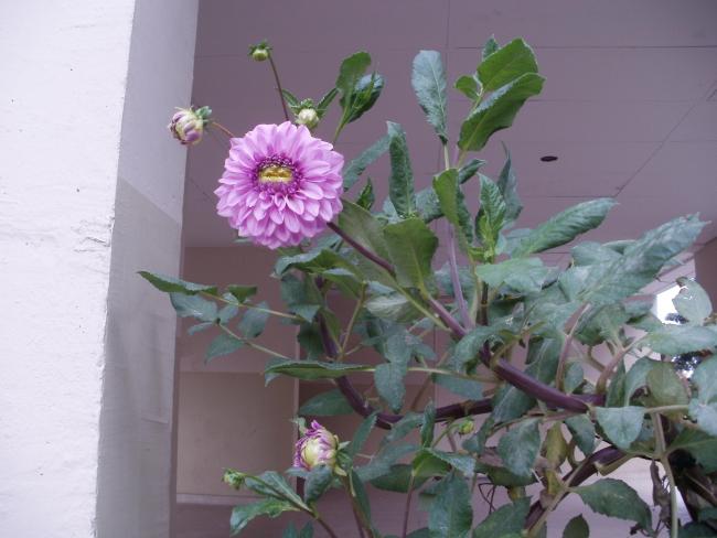 Name:  P1010230a.jpg
Views: 574
Size:  39.0 KB