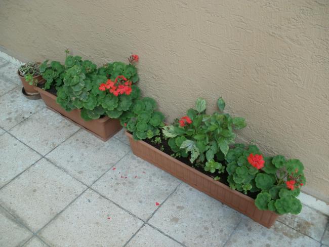 Name:  P1010240a.jpg
Views: 351
Size:  45.9 KB
