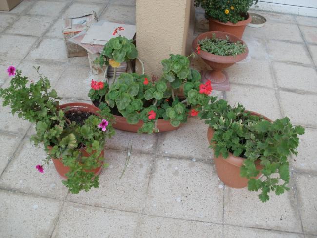 Name:  P1010241a.jpg
Views: 341
Size:  53.5 KB