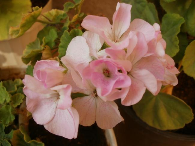 Name:  P1010253a.jpg
Views: 337
Size:  33.6 KB
