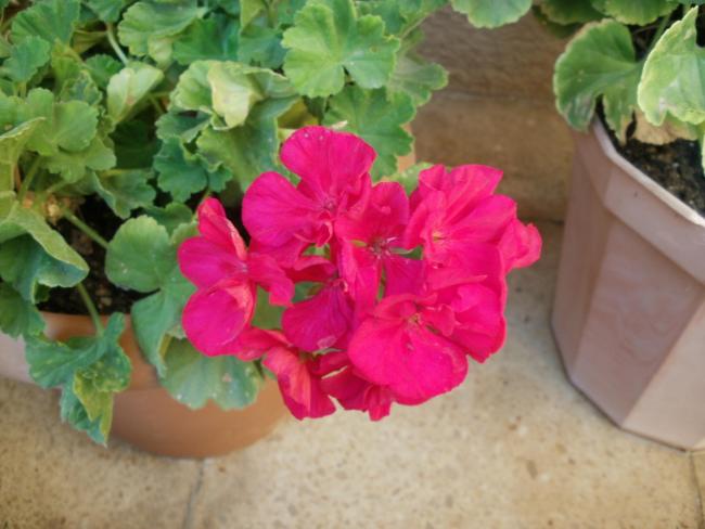 Name:  P1010247a.jpg
Views: 325
Size:  40.6 KB