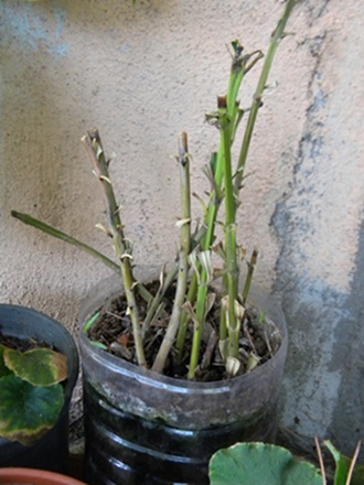 Name:  DSCN8204.JPG
Views: 720
Size:  66.3 KB