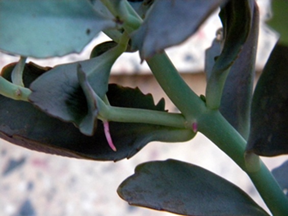 Name:  DSCN8144.JPG
Views: 785
Size:  68.9 KB