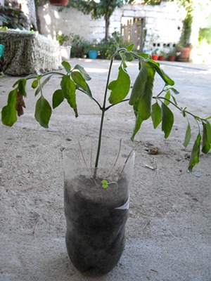 Name:  DSCN8197.JPG
Views: 551
Size:  67.1 KB