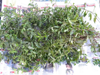 Name:  DSCN8199.JPG
Views: 806
Size:  64.4 KB