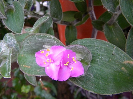 Name:  DSCN8230.JPG
Views: 821
Size:  67.4 KB