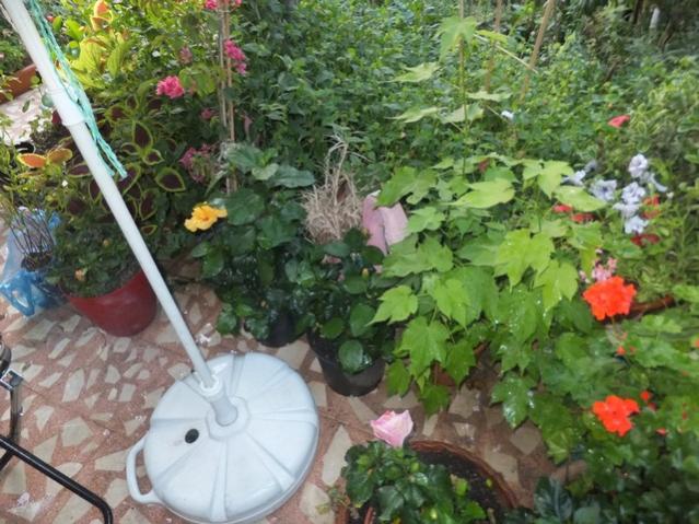 Name:  DSCF0566.jpg
Views: 249
Size:  64.1 KB
