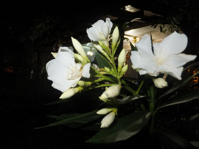 Name:  DSCF0572.jpg
Views: 243
Size:  64.3 KB