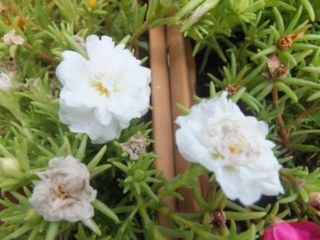 Name:  DSCF0586.jpg
Views: 230
Size:  49.2 KB