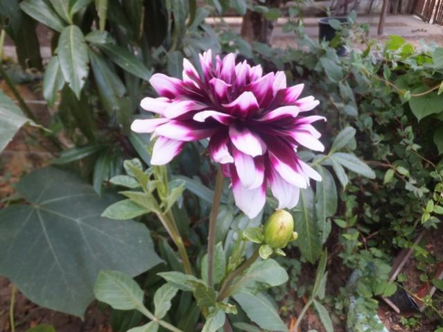 Name:  DSCF0592.jpg
Views: 234
Size:  49.6 KB
