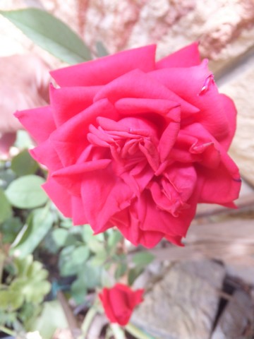 Name:  DSCF0595.jpg
Views: 213
Size:  46.2 KB
