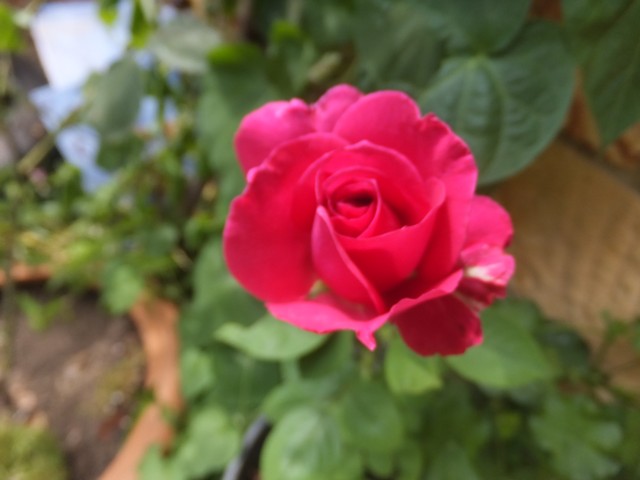 Name:  DSCF0597.jpg
Views: 259
Size:  54.3 KB