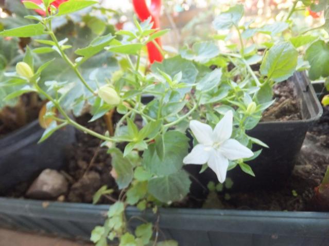 Name:  DSCF0598.jpg
Views: 229
Size:  41.4 KB