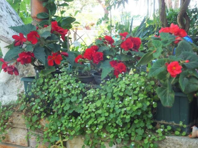 Name:  DSCF0611.jpg
Views: 237
Size:  64.0 KB