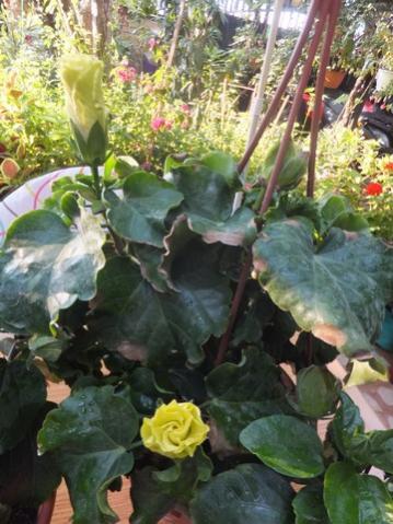 Name:  DSCF0624.jpg
Views: 197
Size:  38.8 KB