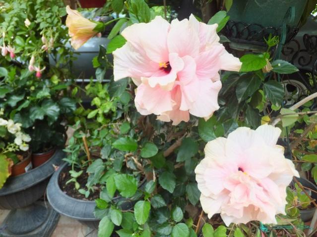 Name:  DSCF0630.jpg
Views: 192
Size:  54.5 KB