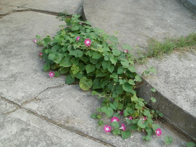 Name:  P1010261a.jpg
Views: 579
Size:  62.0 KB