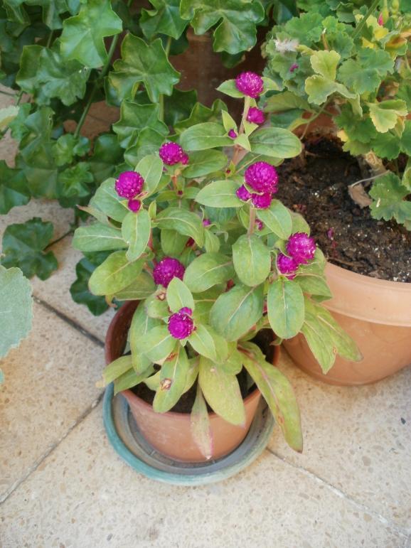 Name:  P1010244a.jpg
Views: 621
Size:  73.6 KB