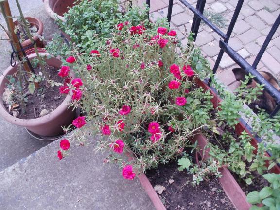 Name:  P1010219a.jpg
Views: 590
Size:  71.2 KB