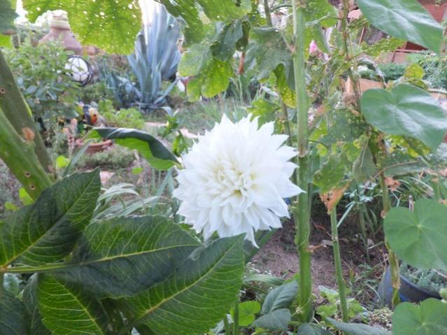 Name:  DSCF0636.jpg
Views: 632
Size:  59.5 KB