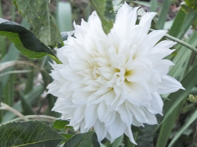 Name:  DSCF0637.jpg
Views: 626
Size:  68.5 KB