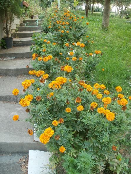 Name:  P9230273a.jpg
Views: 324
Size:  71.9 KB