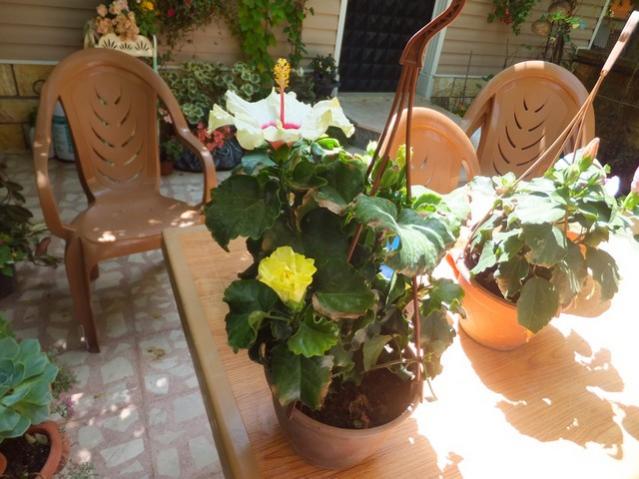 Name:  DSCF0665.jpg
Views: 364
Size:  50.8 KB