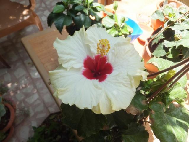 Name:  DSCF0666.jpg
Views: 363
Size:  42.4 KB