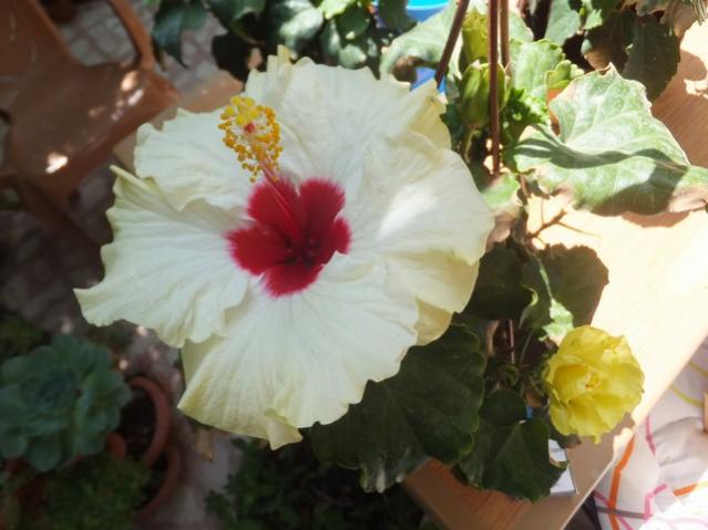 Name:  DSCF0667.jpg
Views: 364
Size:  38.7 KB