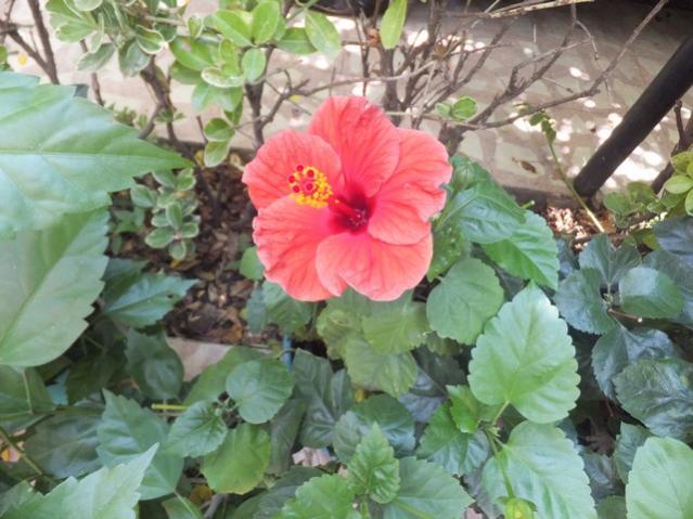 Name:  DSCF0669.jpg
Views: 350
Size:  52.2 KB