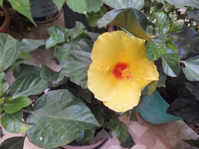 Name:  DSCF0670.jpg
Views: 356
Size:  45.1 KB