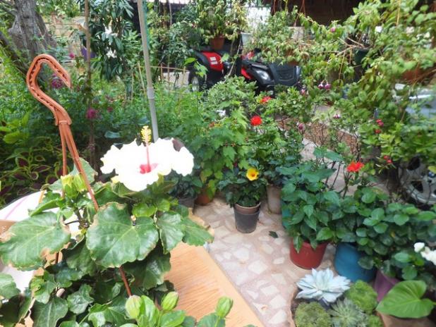 Name:  DSCF0676.jpg
Views: 355
Size:  71.3 KB