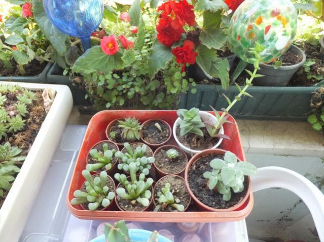 Name:  DSCF0710.jpg
Views: 349
Size:  59.5 KB
