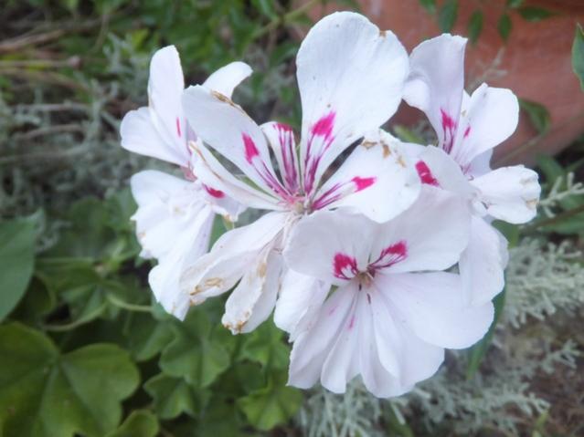 Name:  DSCF0732.jpg
Views: 351
Size:  35.7 KB
