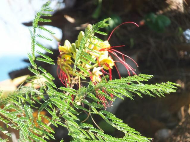 Name:  DSCF0736.jpg
Views: 372
Size:  55.8 KB