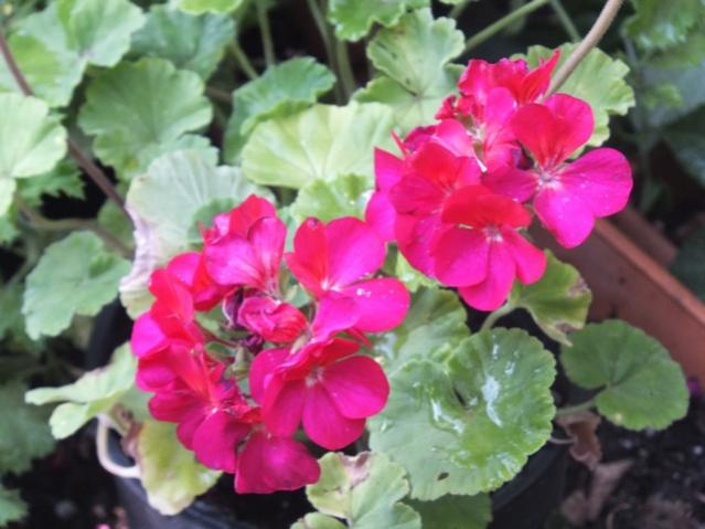 Name:  DSCF0742.jpg
Views: 364
Size:  42.5 KB