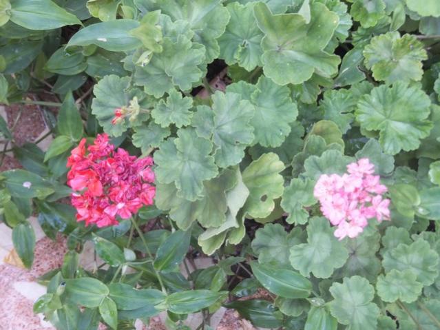 Name:  DSCF0748.jpg
Views: 354
Size:  53.9 KB