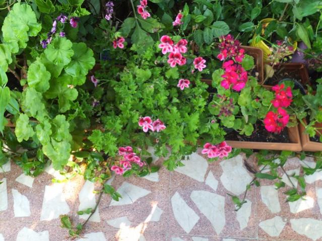 Name:  DSCF0754.jpg
Views: 343
Size:  66.7 KB