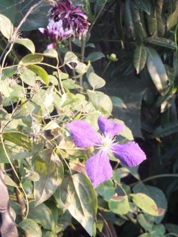 Name:  DSCF0773.jpg
Views: 334
Size:  35.4 KB