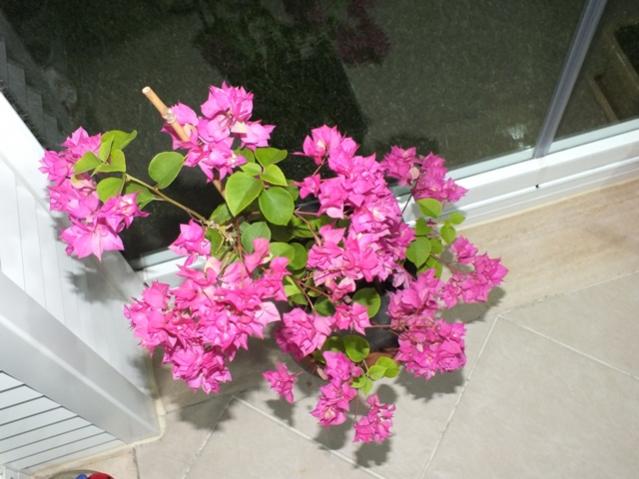 Name:  DSCF2720.jpg
Views: 437
Size:  46.3 KB