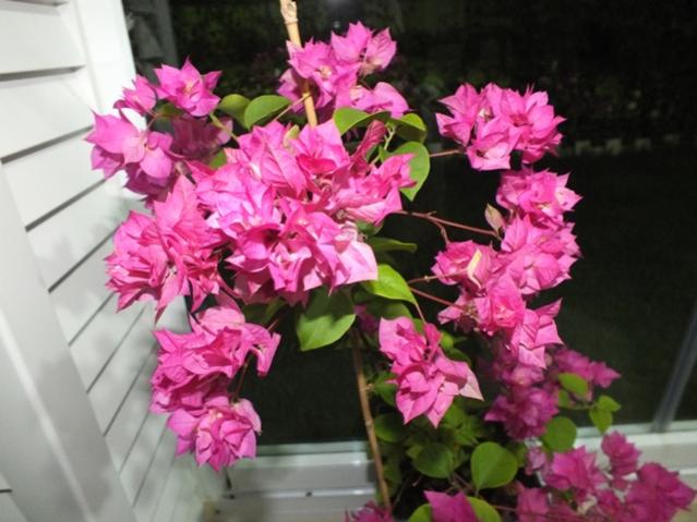 Name:  DSCF2724.jpg
Views: 416
Size:  46.4 KB