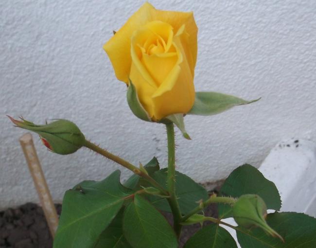Name:  DSCF3863.jpg
Views: 505
Size:  34.2 KB