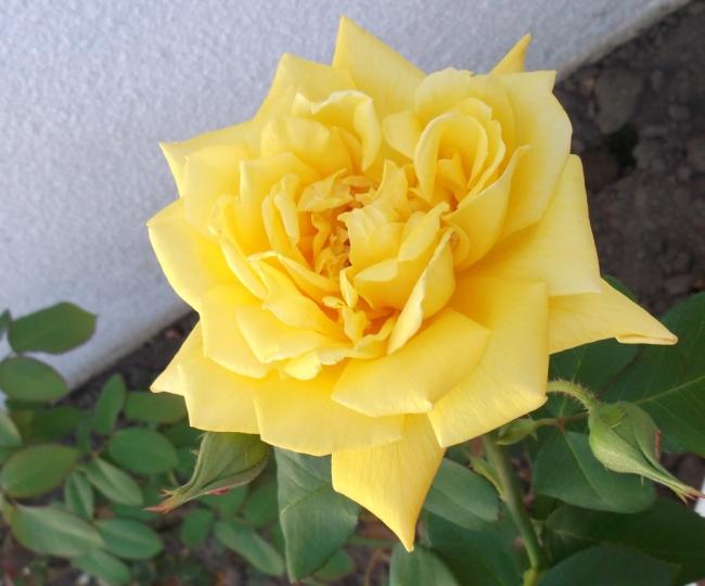 Name:  DSCF3867.jpg
Views: 534
Size:  36.7 KB