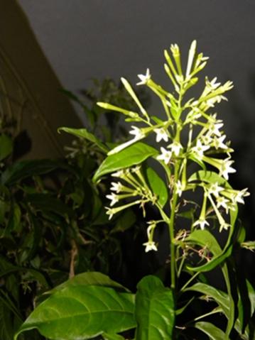Name:  DSCN8288.jpg
Views: 985
Size:  26.6 KB